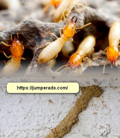 شركة مكافحة النمل الابيض بالطائف