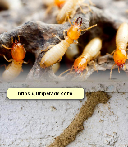 مكافحة النمل الابيض برابغ